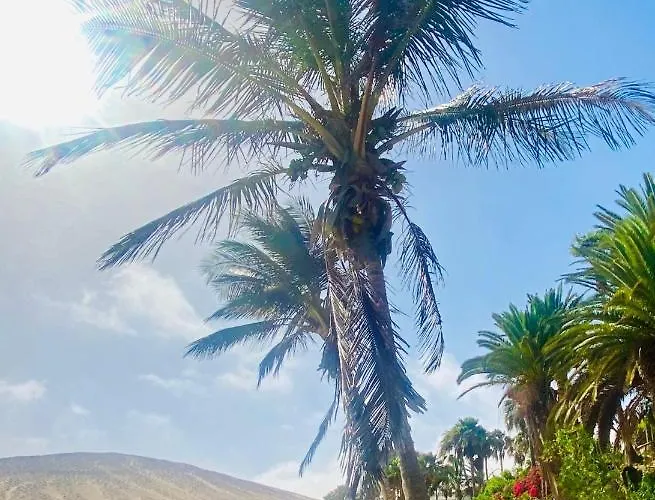 Olas De Lobos Corralejo